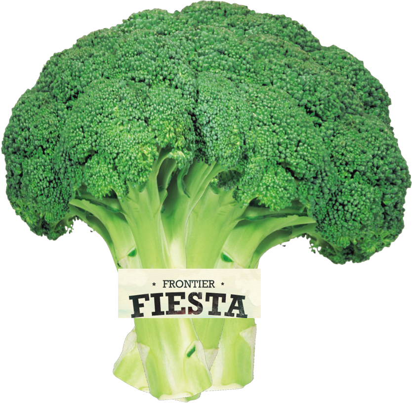 1 Apr - Op Uw Gezondheid - Geert Messiaen (paperback) (958x966)