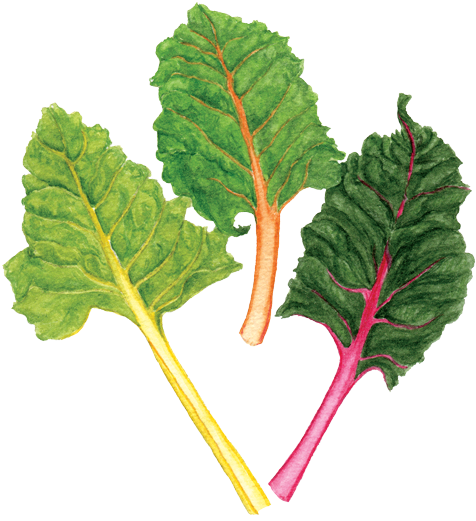 Rainbow Chard - Chard (500x556)