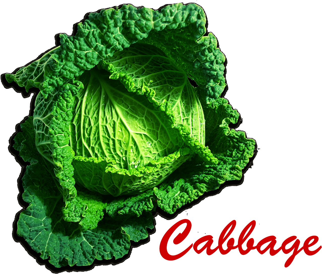 Cabbage Png Picture - Savoy Cabbage (1920x1200)