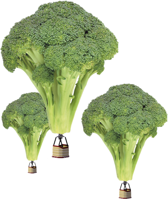 Ga Mee Op Avontuur - Broccoli (344x408)