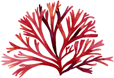 In The U - Red Algae Illustration (400x400)