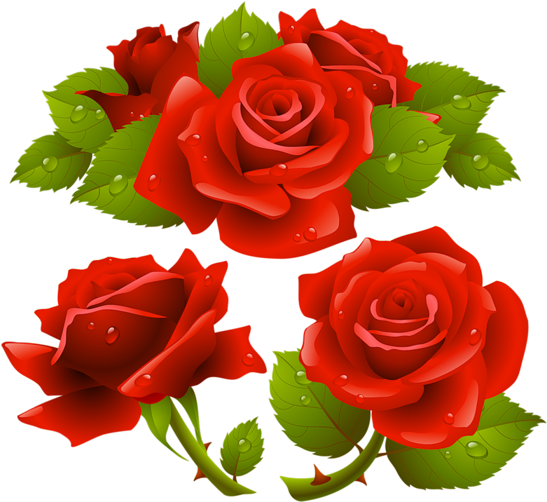 Garden Roses Flower - Garden Roses Flower (800x800)