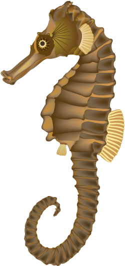 Seahorse Clip Art - Sea Horse Transparent Png (612x792)