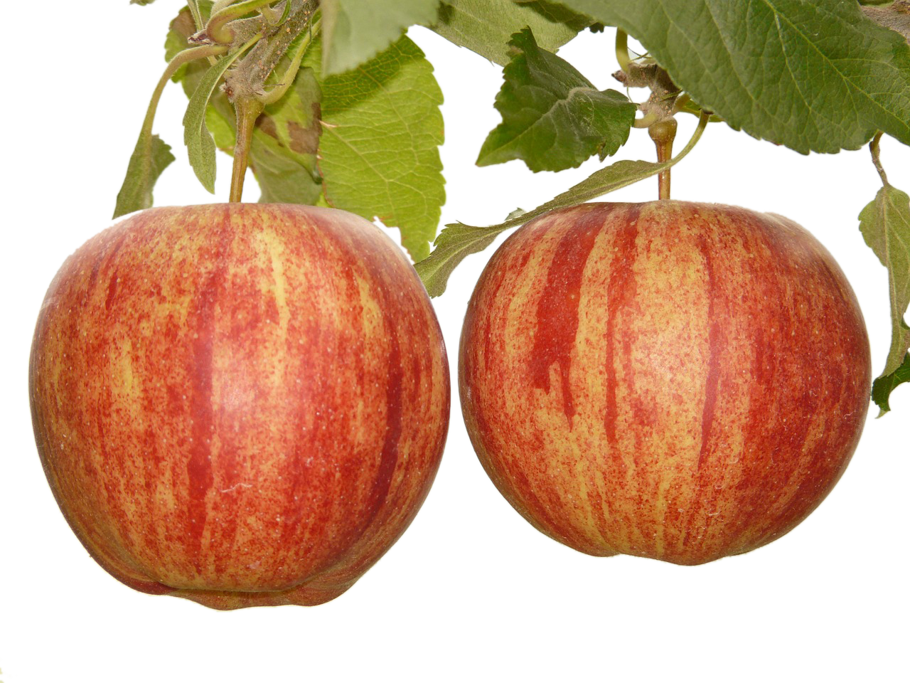 Apple Fruit Tree Stock - Apple Fruit Tree Stock (1280x960)