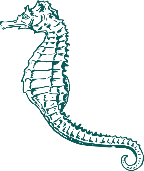 Sea Horse Clip Art (498x594)