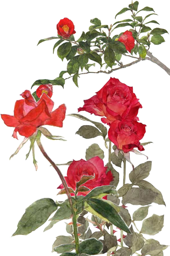 Garden Roses Centifolia Roses Rosa Chinensis Memorial - Garden Roses Centifolia Roses Rosa Chinensis Memorial (591x886)