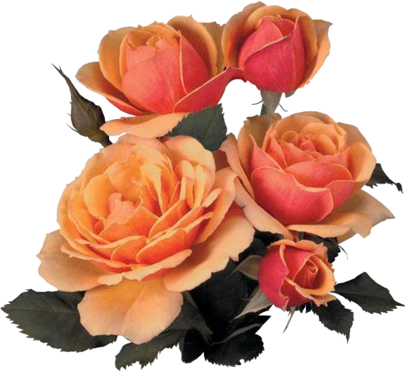 Garden Roses Cabbage Rose Flower Bouquet - Flores (600x579)