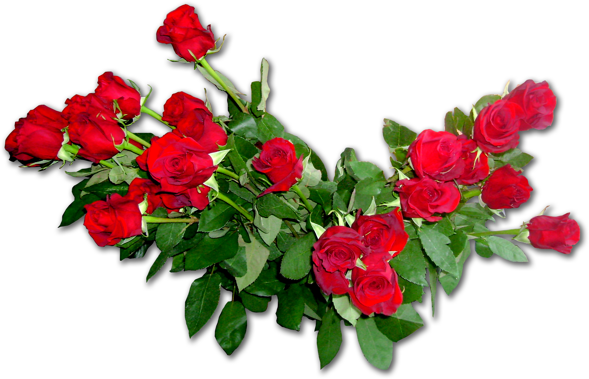 Garden Roses Flower Bouquet Floribunda - Рамки На Прозрачном Фоне Розы (2328x1498)