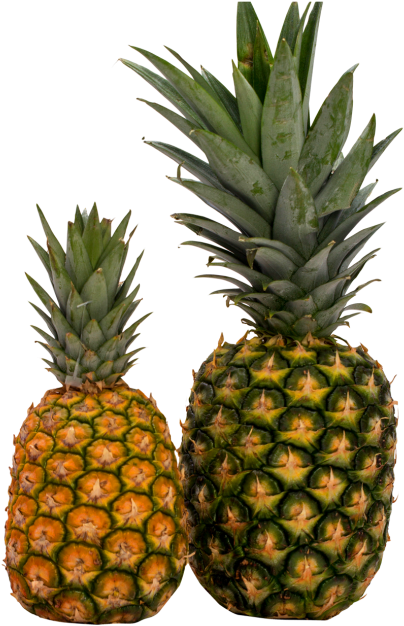 Download Pineapple Png Image - Portable Network Graphics (500x654)