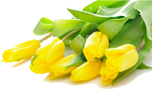 Tulip Flower Bouquet Yellow Stock - Tulip Flower Bouquet Yellow Stock (515x500)