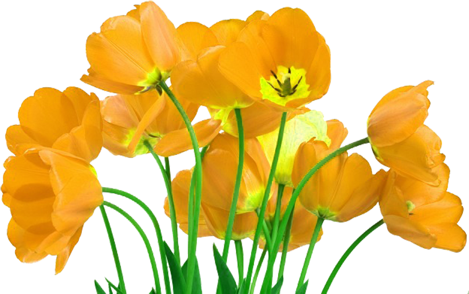 Flower Tulip Stock - Flower Tulip Stock (999x624)
