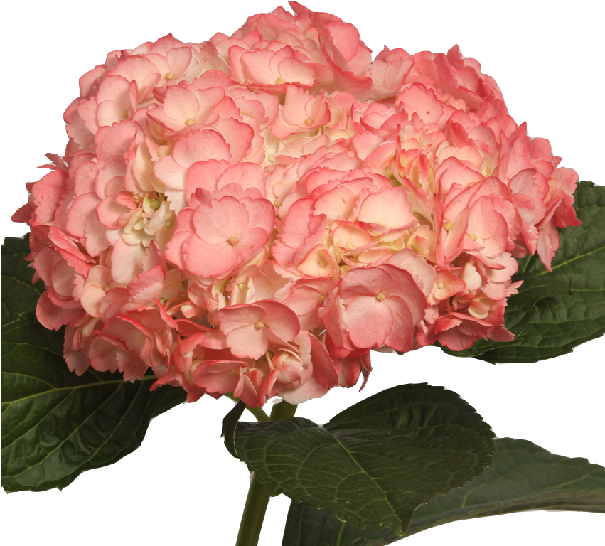 Centifolia Roses Garden Roses Floribunda Hydrangea - Centifolia Roses Garden Roses Floribunda Hydrangea (850x800)