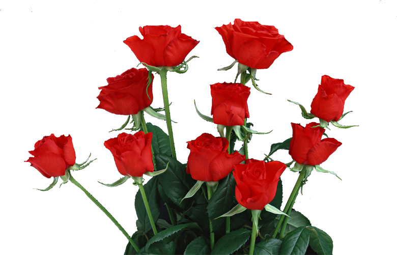 Garden Roses Ferrol Beach Rose - Garden Roses Ferrol Beach Rose (800x500)