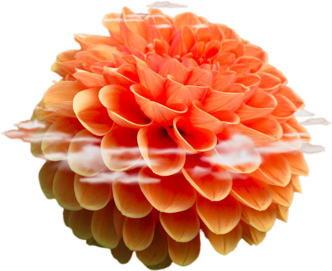 Beach Rose Flower Android Stock - Beach Rose Flower Android Stock (1200x1200)