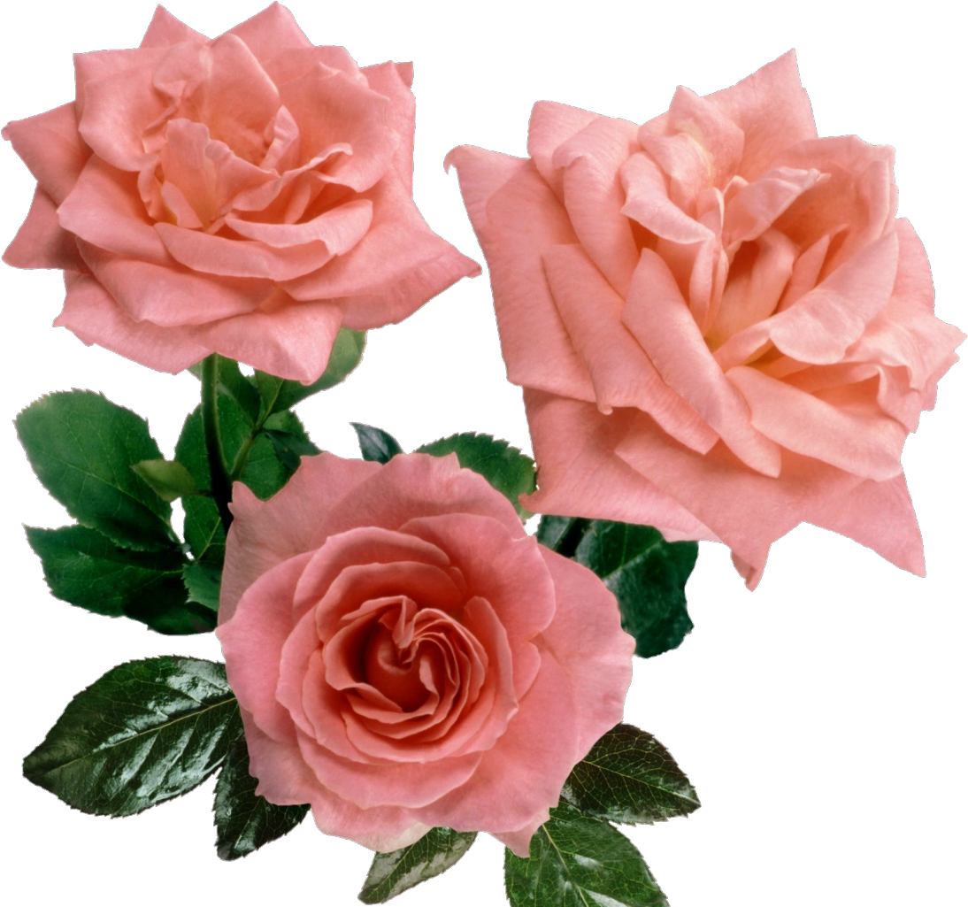Cut Flowers Garden Roses Centifolia Roses Floral Design - Cut Flowers Garden Roses Centifolia Roses Floral Design (1232x1024)
