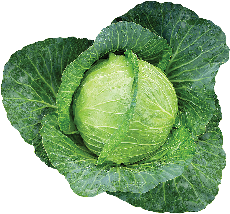 301 Tropical Giant - Savoy Cabbage (1200x1200)