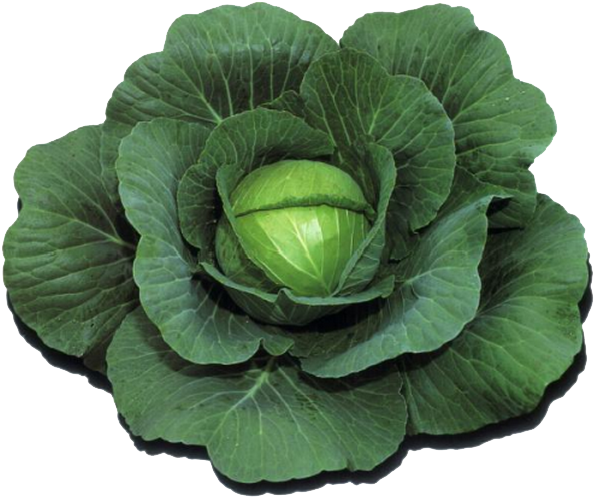 Переходи И Забирай))) - Wild Cabbage (620x571)