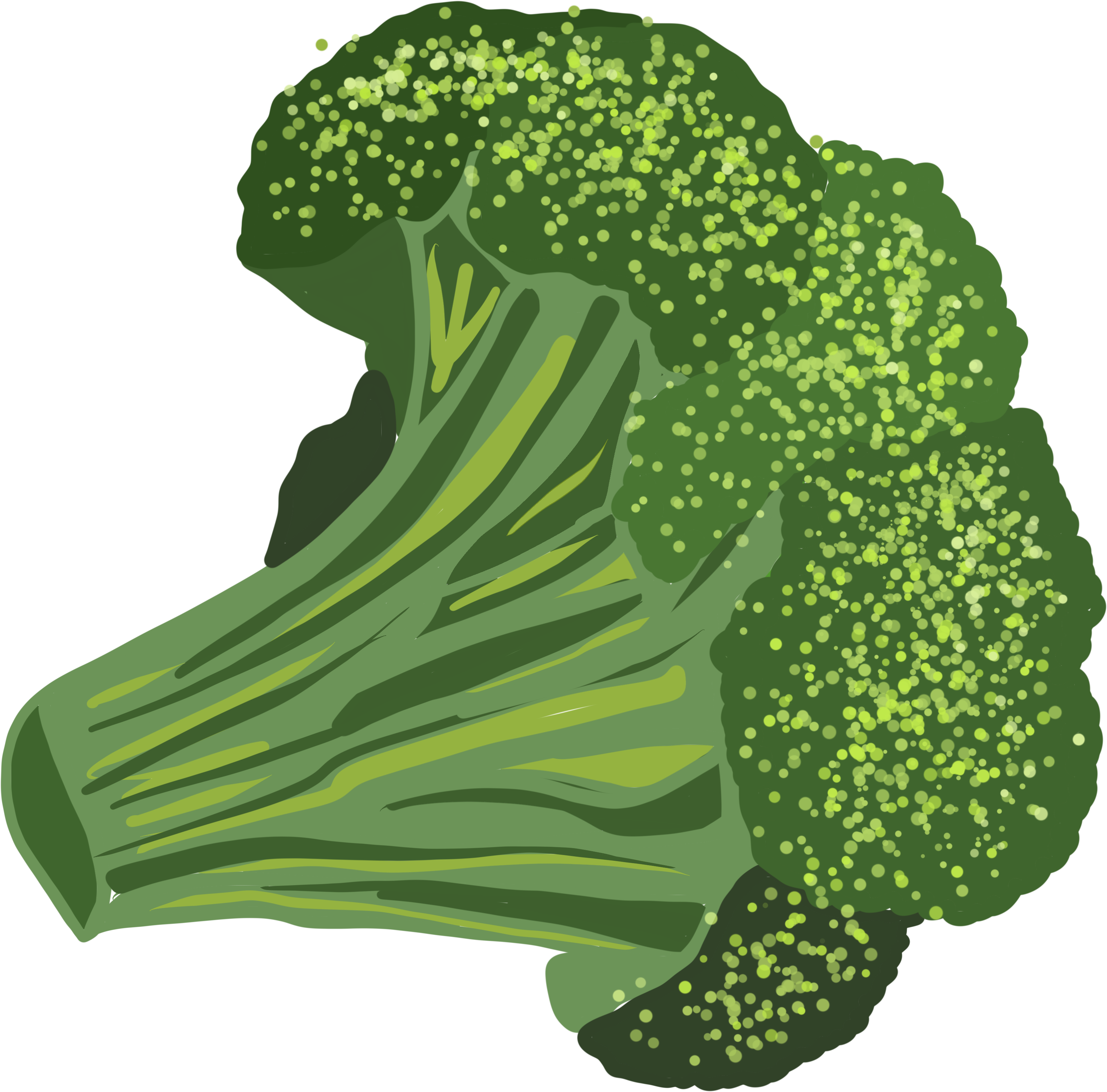Img - Broccoli (4961x3507)