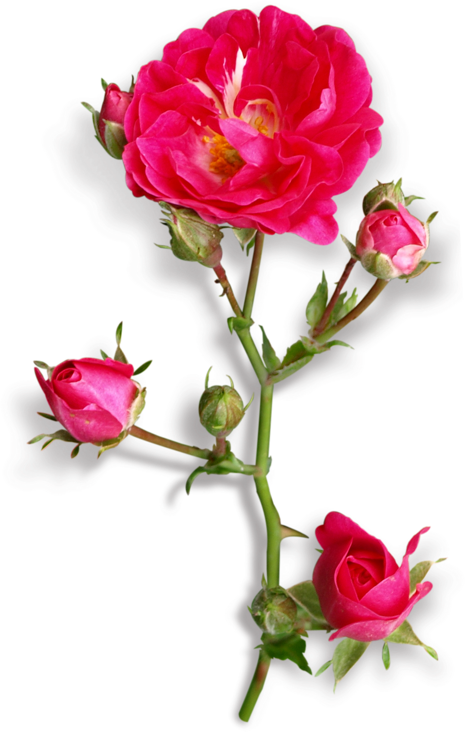 Garden Roses Centifolia Roses Floribunda Cut Flowers - Garden Roses Centifolia Roses Floribunda Cut Flowers (955x1600)