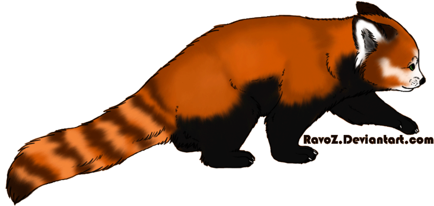 Red Panda By Panda-kiddie - Giant Panda (900x540)