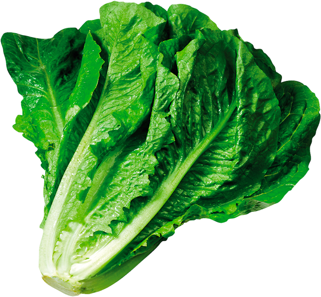 Contact - Lettuce Romaine (700x656)