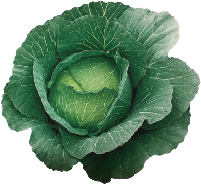 秀秋甘藍 - 野崎採種場 (400x400)