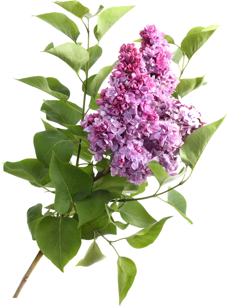 Flower High-definition Video Stock - Flower High-definition Video Stock (799x1024)