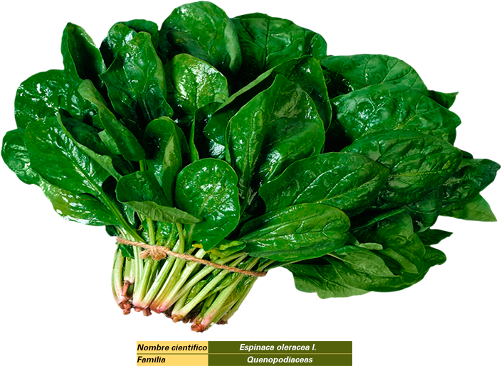 Espinacas - Spinach Png (800x533)