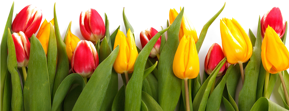 Paper Tulip Flower Stock - Paper Tulip Flower Stock (1200x800)