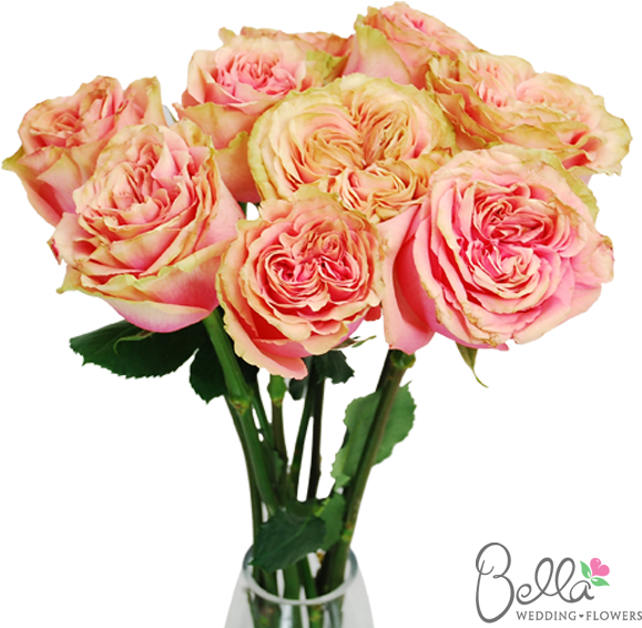 Osadia Garden Roses Are One Of The Newest Hot Items - Wedding (600x567)