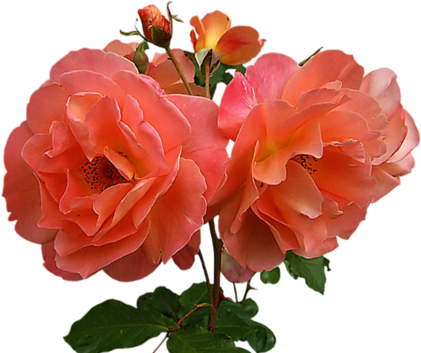 A1c0d4a3 - Hybrid Tea Rose (600x503)