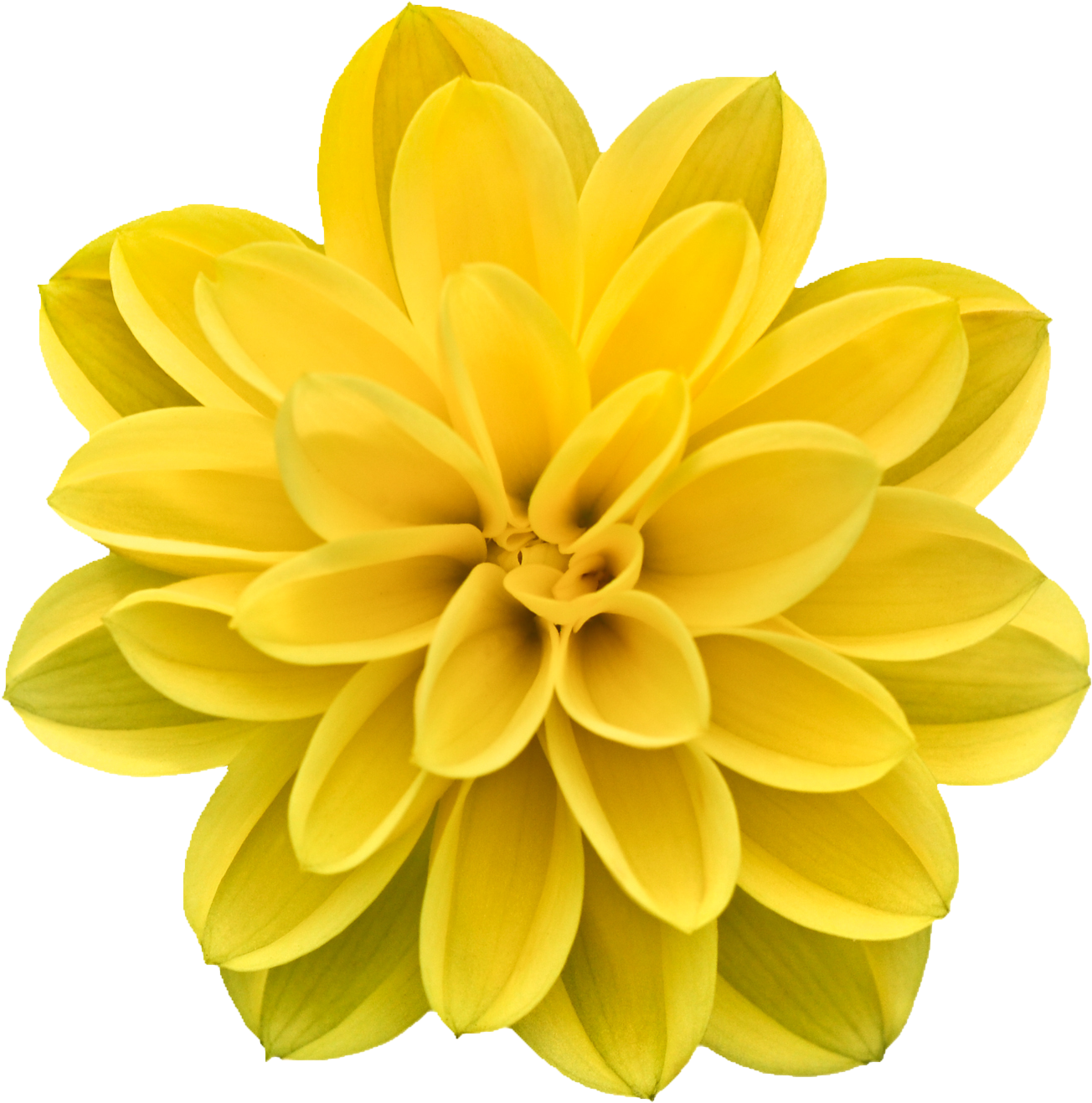 Creative Flowers Picture Abstract Flowers 1500*1500 - Creative Flowers Picture Abstract Flowers 1500*1500 (1500x1500)