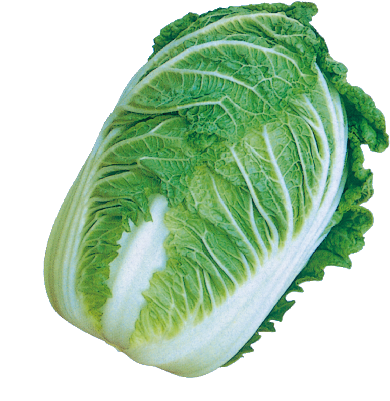 写真 - めぐみ二号 - 野崎 めぐみ二号 白菜 (960x960)