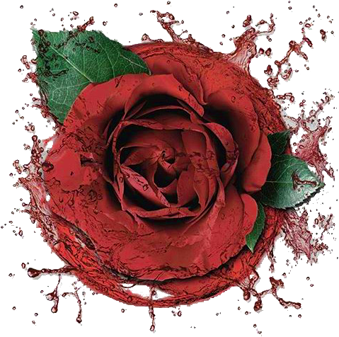 Garden Roses Beach Rose Centifolia Roses Red - Garden Roses Beach Rose Centifolia Roses Red (557x553)