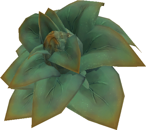 Volcanic Succulent - Bromelia (512x512)