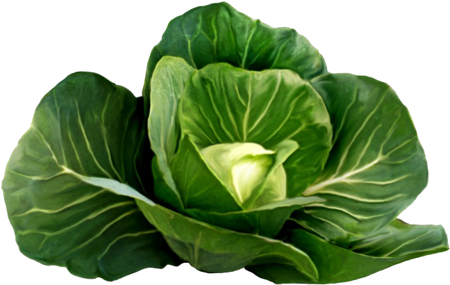 油彩画甘蓝类白菜 - Cabbage Clip Art (800x800)