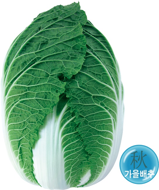 외엽이 진한 농록색이며 내엽이 단정하고 외관이 우수합니다 - Cabbage (684x816)