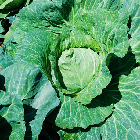 Iceburg Lettuce (800x800)