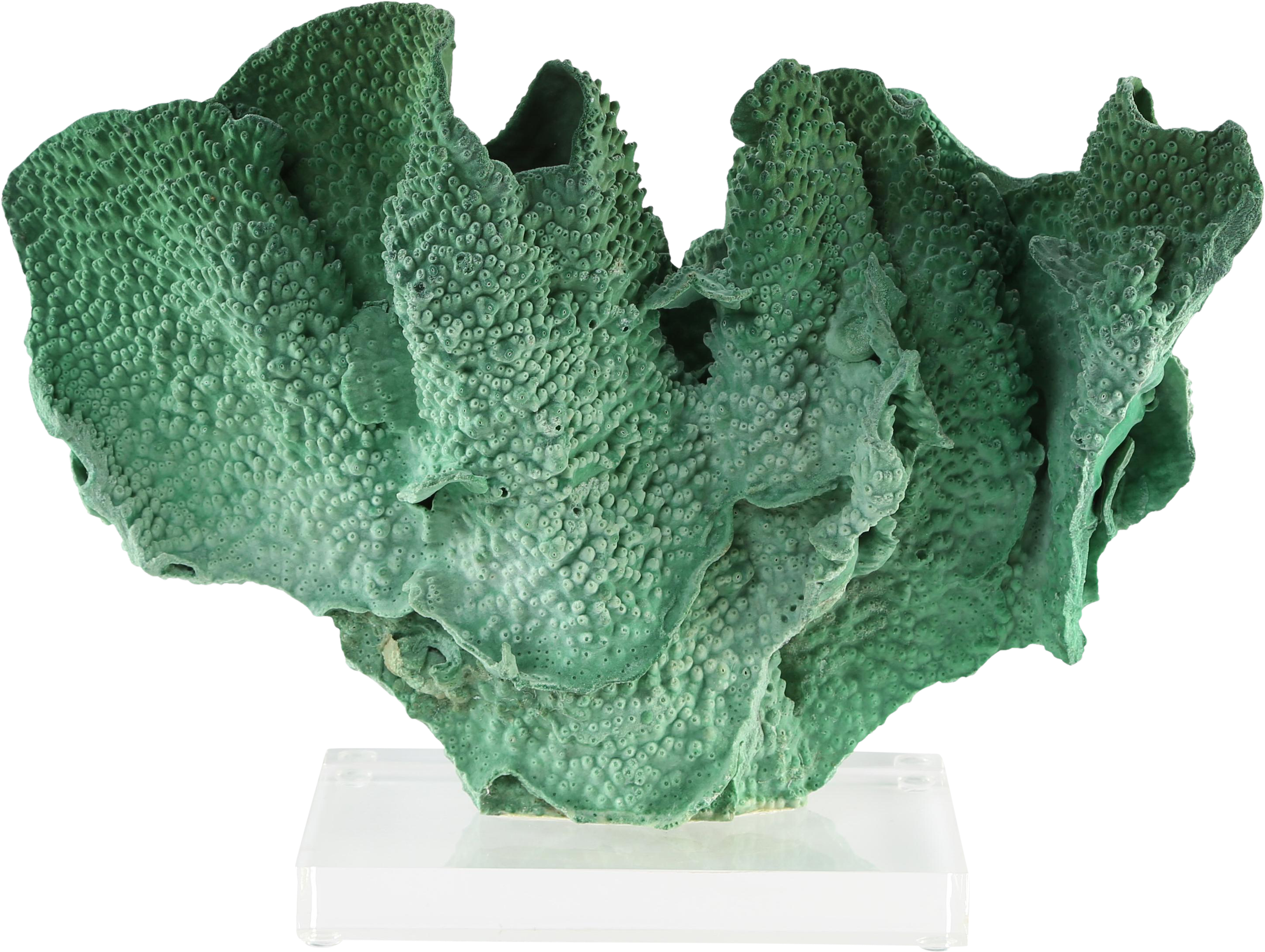 Exceptional Vintage Green Coral Specimen Mounted On - Coral (3266x3266)