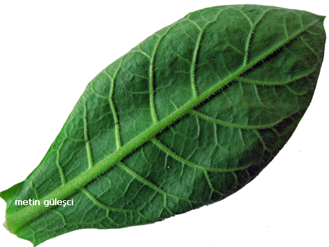 Plant Pathology (472x354)
