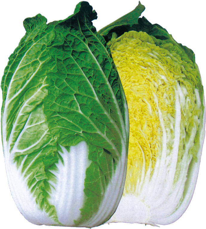 写真 - 栄春 - 野崎 栄春(n-71) 白菜 (960x960)