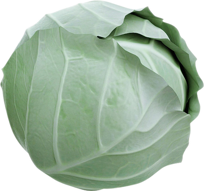 Cabbage (1000x1000)