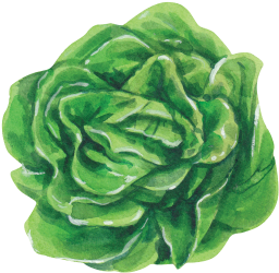 Lettuce - Garden Roses (340x400)