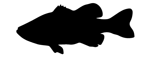 E-guide To Bass Fishing Part Ii - Fish Silhouette No Backgorund (574x232)