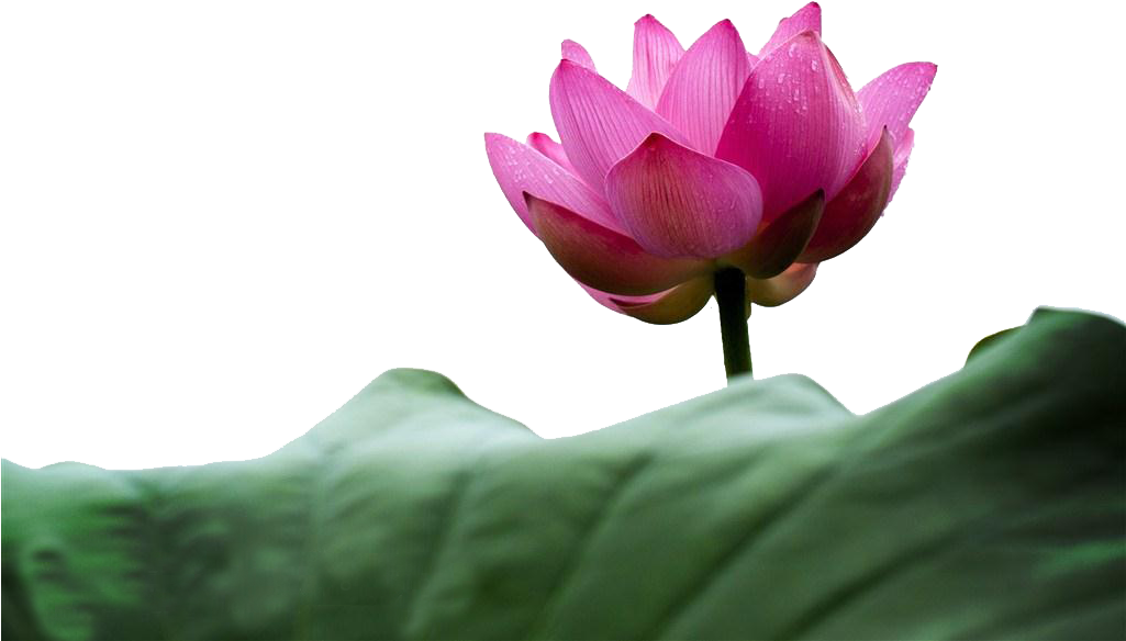 Flower Aquatic Plant Petal Stock - Flower Aquatic Plant Petal Stock (1024x641)