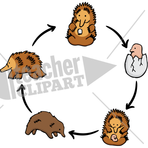 Anteater Lifecycle - - Life Cycle Of An Anteater (500x500)