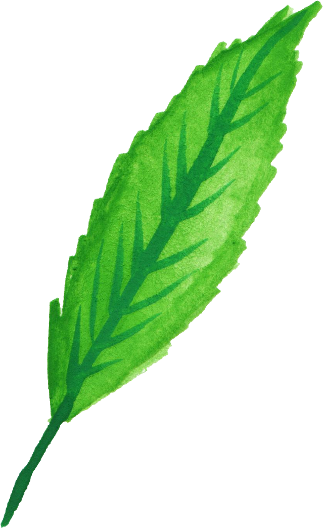 Free Download - Mint Leaf Watercolor Png (639x1043)