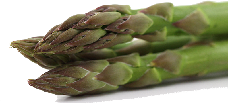 Asparagus Leaf Vegetable Stock - Asparagus Leaf Vegetable Stock (800x533)