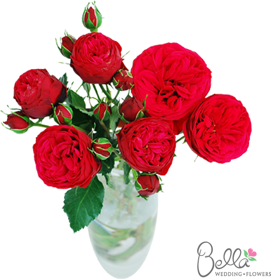 Piano Garden Roses Are One Of The Newest Hot Items - Roses Lovers (600x567)