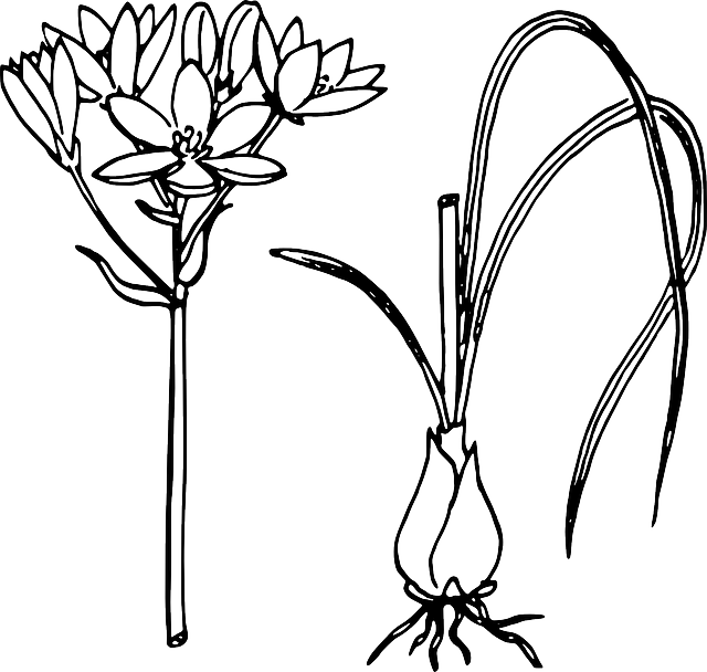 Biology, Plant, Flower, Leaves, Botany - Sketch Of Onion Plant (640x608)